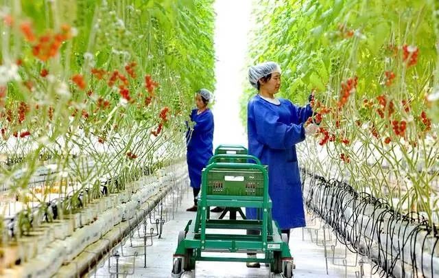 中国农产品滞销原因分析_日本草莓西瓜按个卖原因_附加值高的农产品