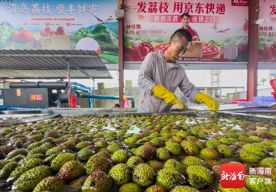 海南荔枝出口市场_海南荔枝产量_海南特色农产品