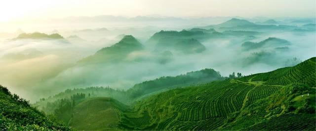 贵品出山 粤黔协作 茶叶品牌_贵州农产品