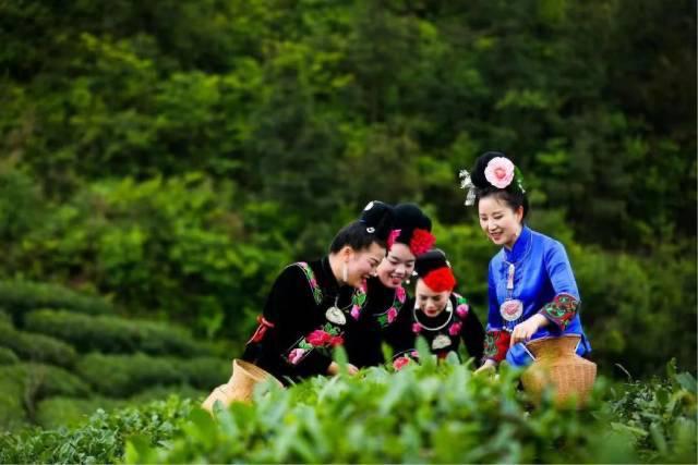 贵州农产品_贵品出山 粤黔协作 茶叶品牌