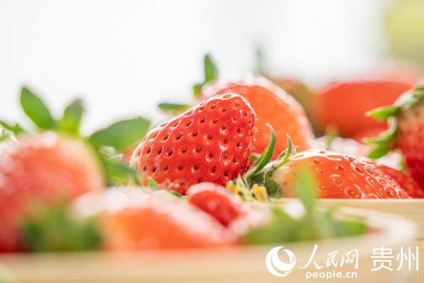 贵州特色农产品全国名特优新名录_晴隆糯薏仁名特优新农产品_贵州农产品