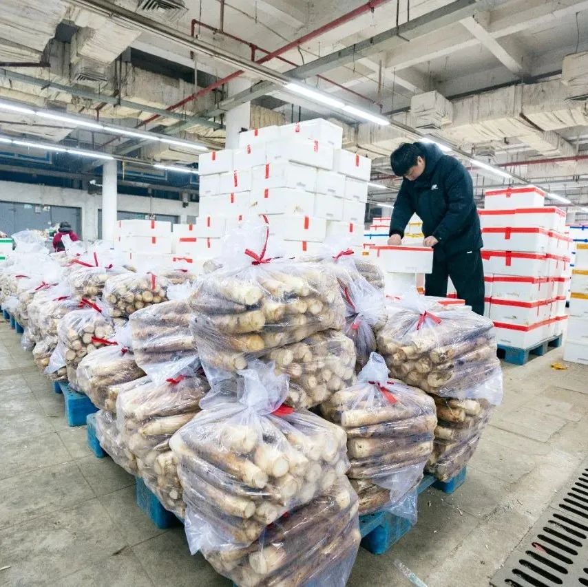 上海 农产品配送_上海春菜批发市场_崇明羊肚菌种植
