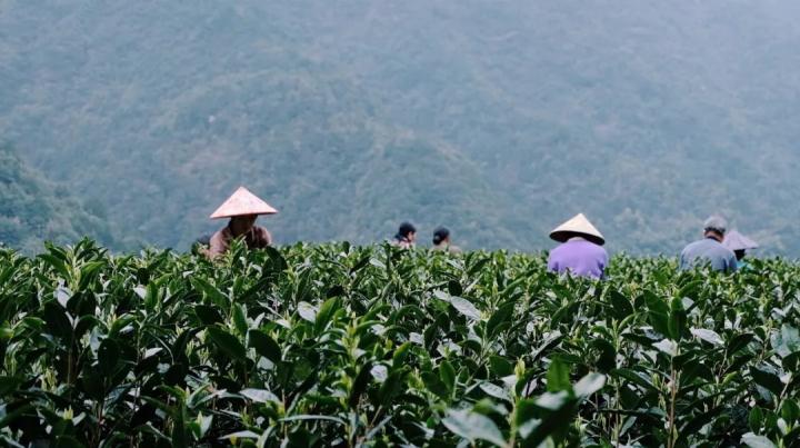 原舍·揽树复工抢救滞销茶叶，松阳14000亩乌牛早待售