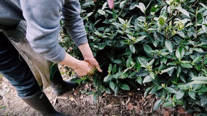 农产品滞销 公益_原舍揽树茶叶公益行动_松阳乌牛早茶叶滞销