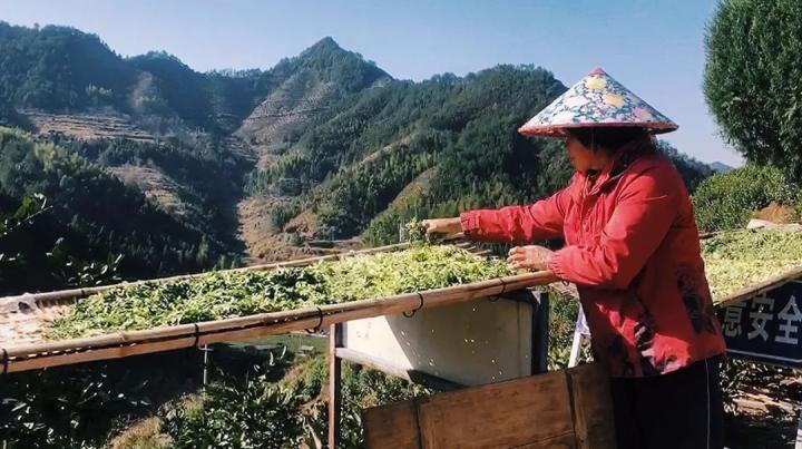 松阳乌牛早茶叶滞销_原舍揽树茶叶公益行动_农产品滞销 公益