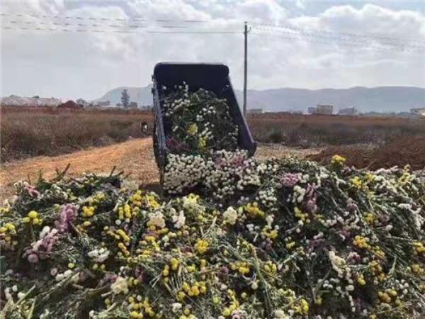 云南多地农产品受疫情影响滞销，鲜花、洋葱、青豌豆、柑桔皆遇难题