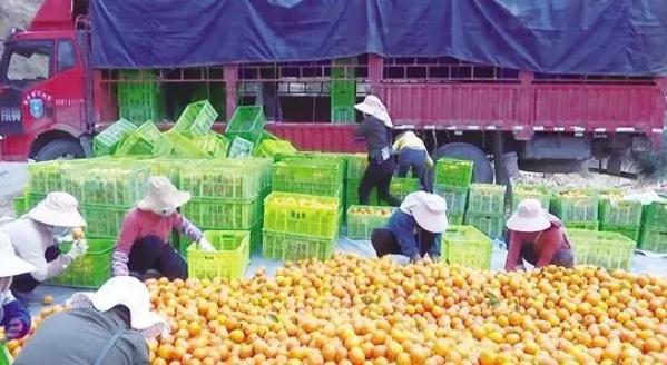 云南消费扶贫行动_云南农产品滞销解决方案_农产品滞销 公益