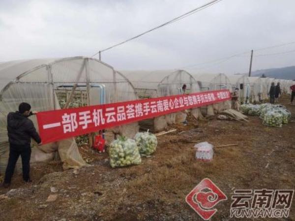 农产品滞销 公益_云南农产品滞销解决方案_云南消费扶贫行动