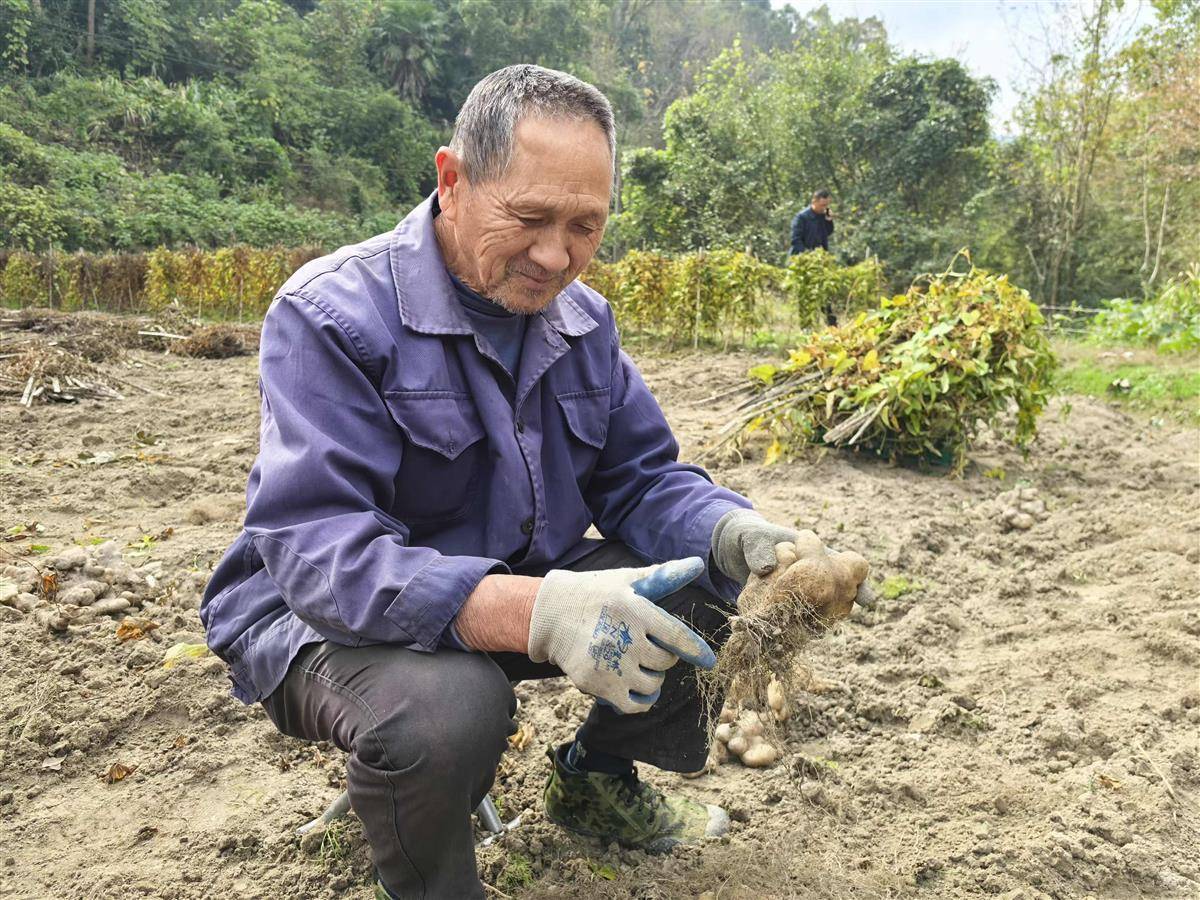大别山农产品批发市场_黄冈土特产推广_黄州萝卜地理标志