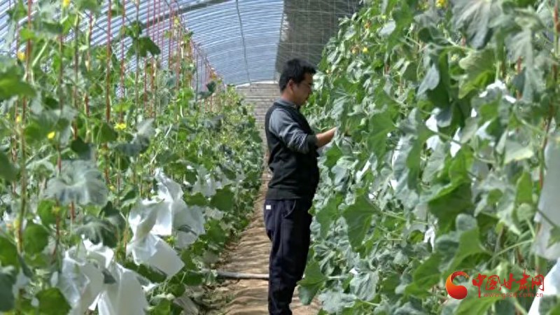 玉门市构建三级品牌模式，特色农产品出陇赋能乡村振兴