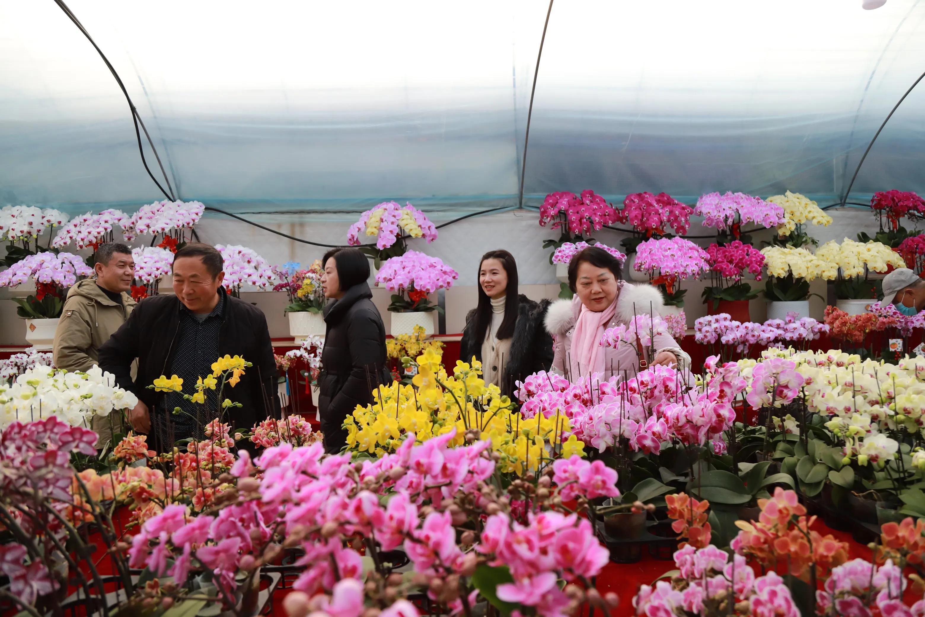 2025如皋华夏花卉年宵花展销会_如皋华夏花卉市场年宵花展_2025南通农产品展示展销会