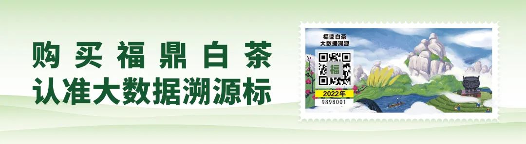 福鼎最美茶园评选活动_福鼎白茶茶园旅游_福鼎市佳阳乡的农产品