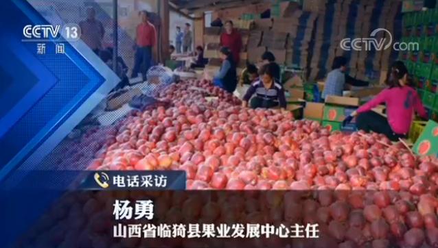 临猗苹果滞销事件_最新农产品滞销信息_临猗县政府声明