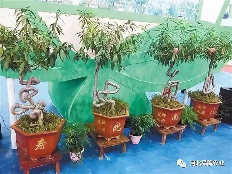 全国农产品交易会_第二十一届农交会_中国廊坊农产品交易会