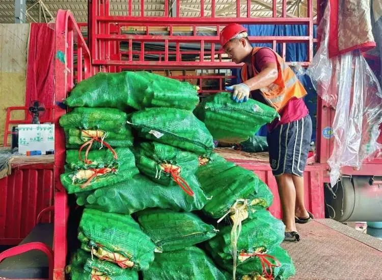蔬菜批发网 最大的线上农产品_上海蔬菜批发价格下降_全国蔬菜供应情况分析