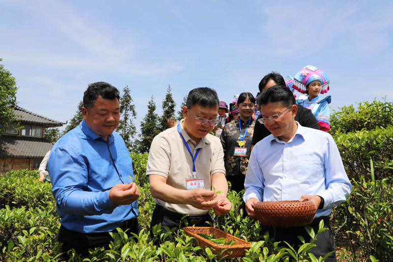 西林茶叶产业招商活动_广西春茶系列活动西林站_茶叶 食用农产品