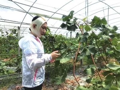 农产品质量安全监管_上海农产品质量安全中心_上海市无公害农产品