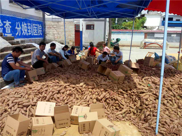 印江的特色农产品_印江邮政紫薯销售_梵净山紫薯电商平台