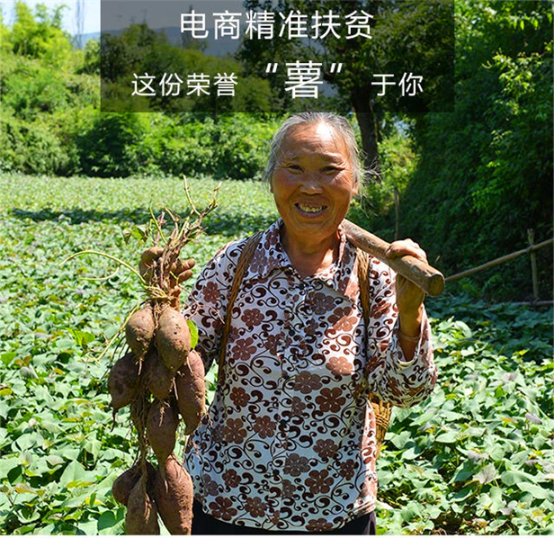 印江邮政紫薯销售_梵净山紫薯电商平台_印江的特色农产品