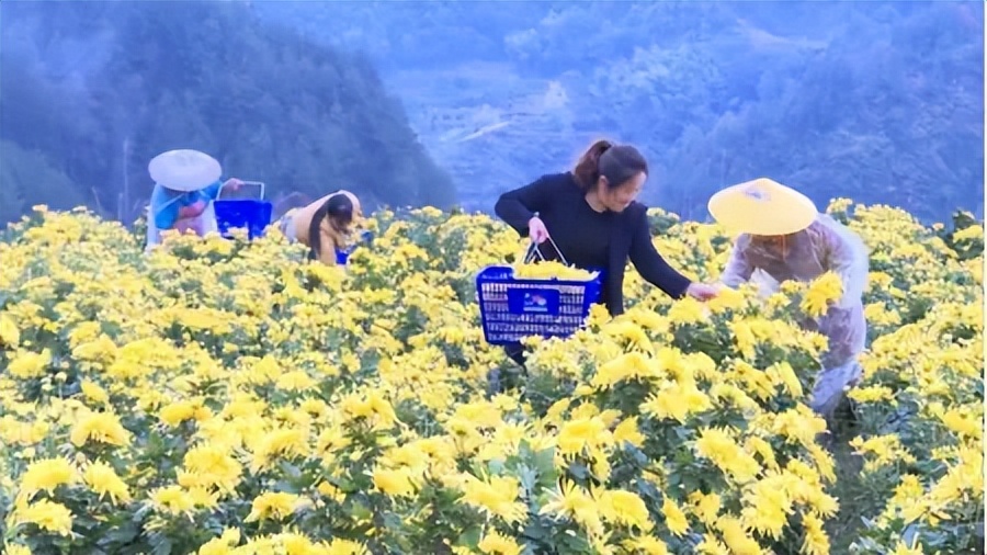 湄坨村茶叶加工厂_印江的特色农产品_印江自治县茶叶产业振兴