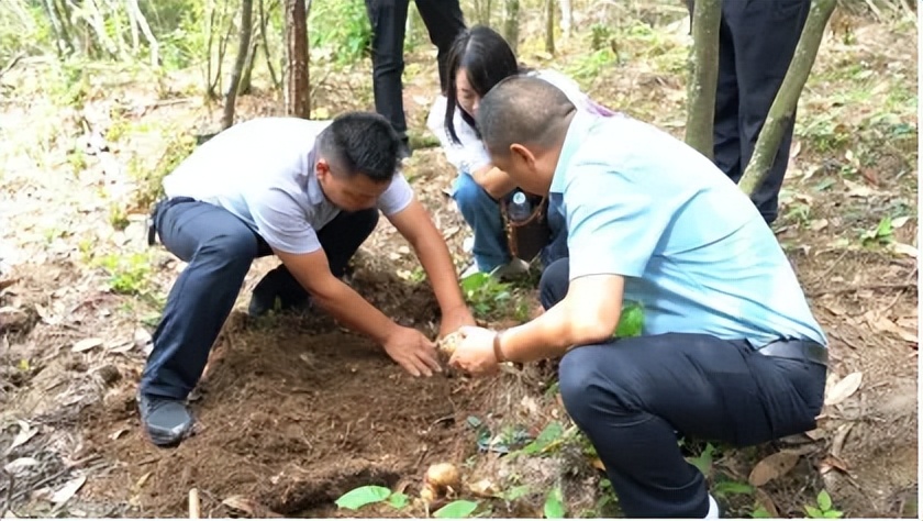 湄坨村茶叶加工厂_印江自治县茶叶产业振兴_印江的特色农产品