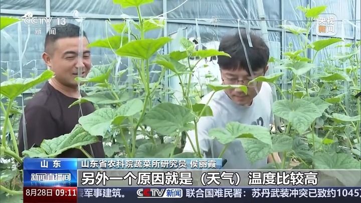 立秋后蔬菜价格走势_蔬菜批发网 最大的线上农产品_蔬菜价格上涨原因
