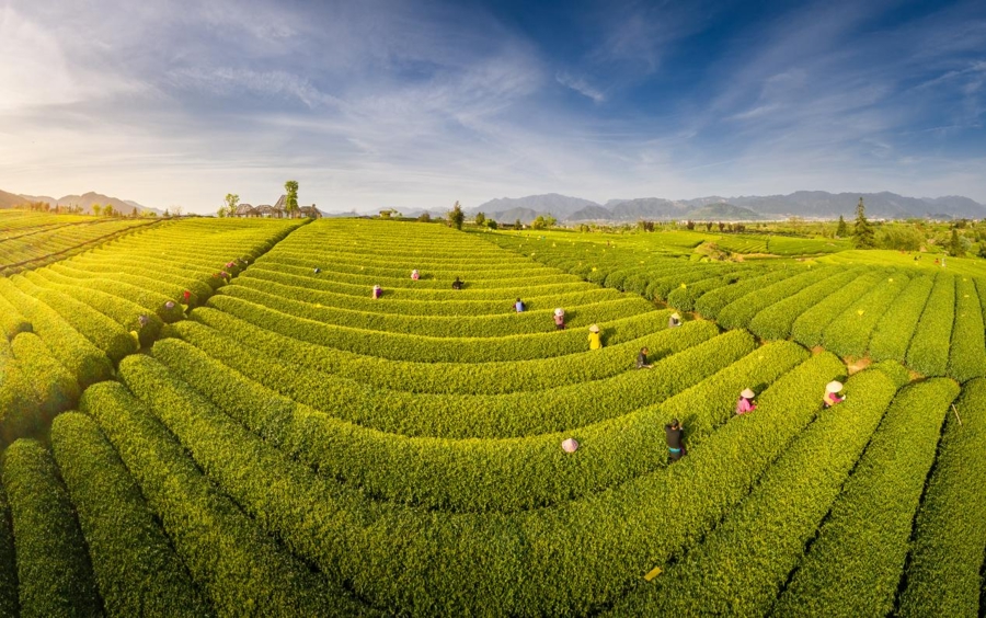 松阳茶叶市场_浙南茶叶电商_茶叶 食用农产品