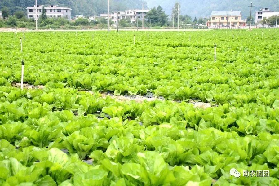 印江的特色农产品_印江自治县蔬菜种植_印江农业产业结构调整