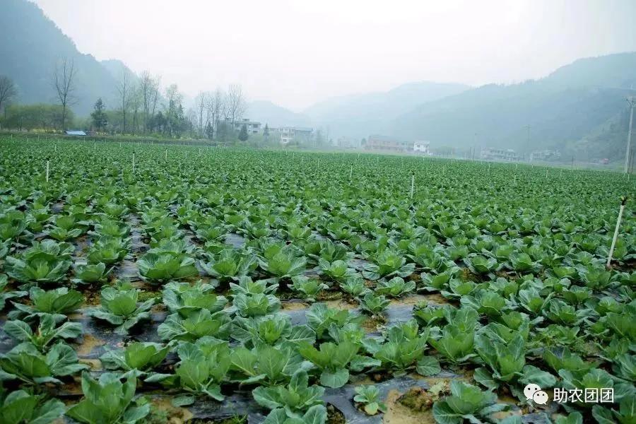 印江的特色农产品_印江农业产业结构调整_印江自治县蔬菜种植