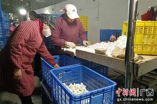农产品冷链物流小结_广西农村冷链物流建设_广西农产品冷库建设进展