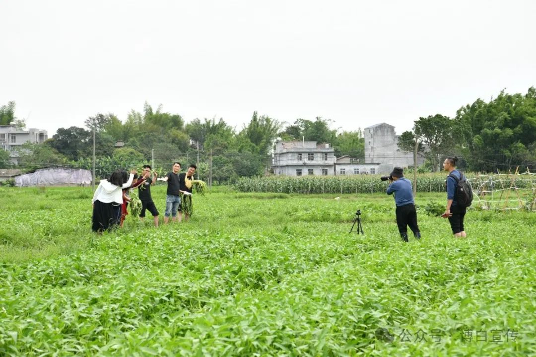 特色农产品网络营销_博白空心菜直播推广_网络达人拍摄博白空心菜