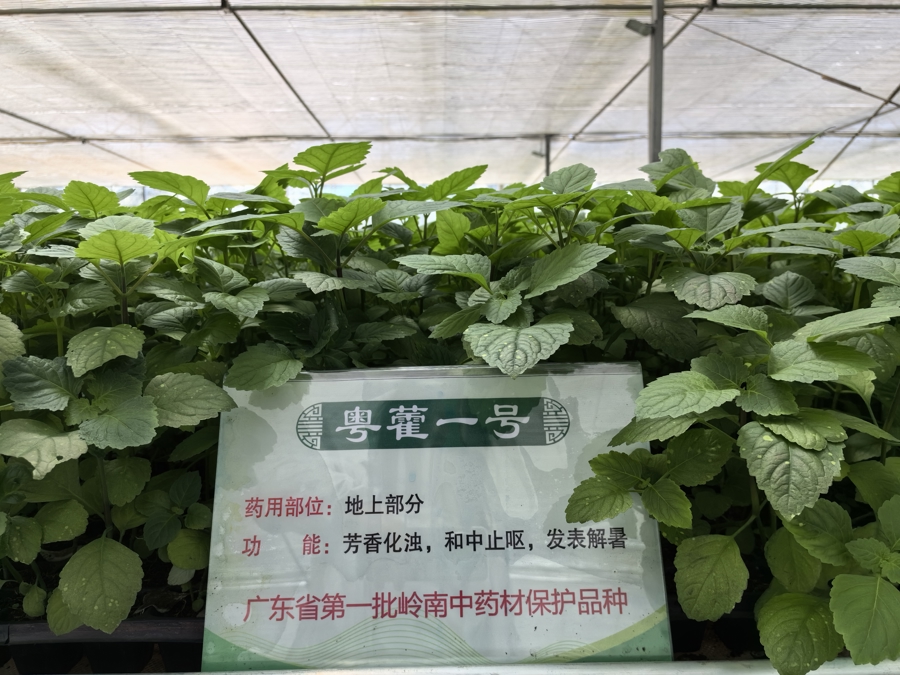 千年化橘红种植历史_化橘红中药材功效_广东名牌农产品