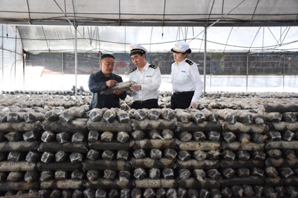 城口香菇出口新加坡_重庆农产品出口增长_重庆特色农产品