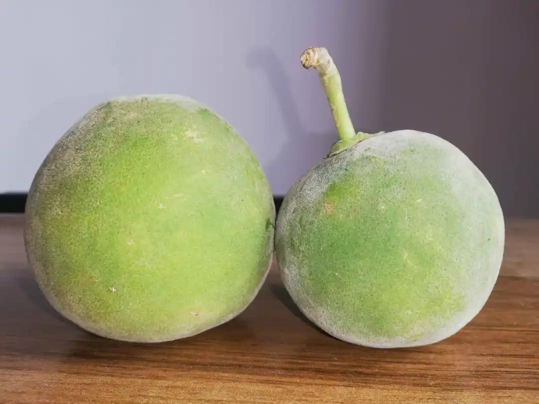 化州化橘红药效研究_广东名牌农产品_化州富硒长寿秘密