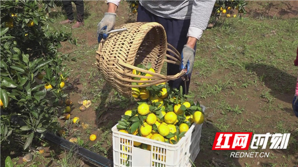 柑桔滞销解决方案_杨柳铺乡柑桔销售_石门农产品(柑橘)滞销 原因