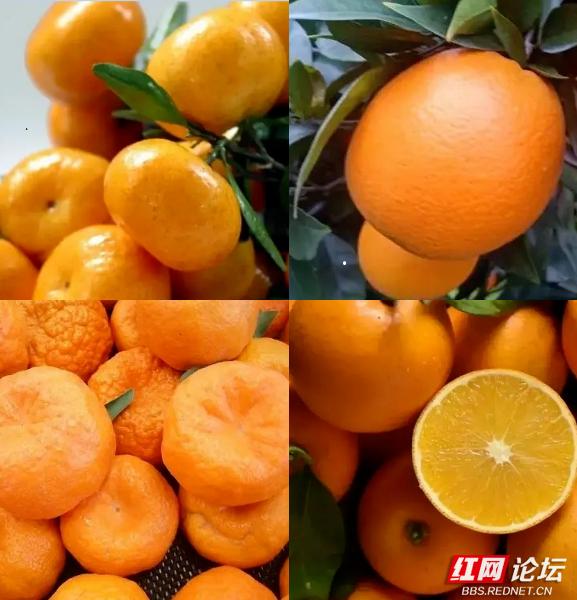 秋季石门橘子_石门农产品(柑橘)滞销 原因_湖南石门柑橘特产