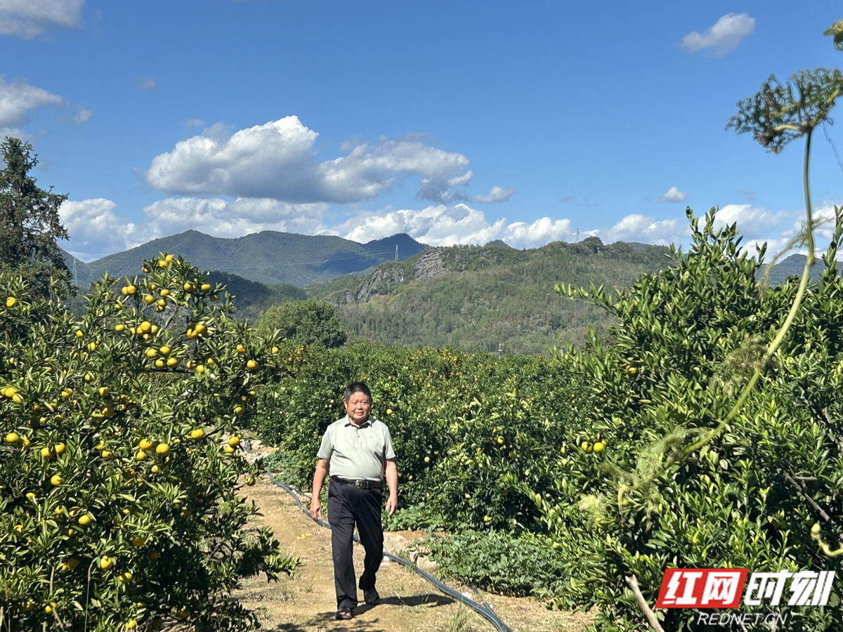 石门柑橘种植规模_湖南省柑橘产业优势_石门农产品(柑橘)滞销 原因