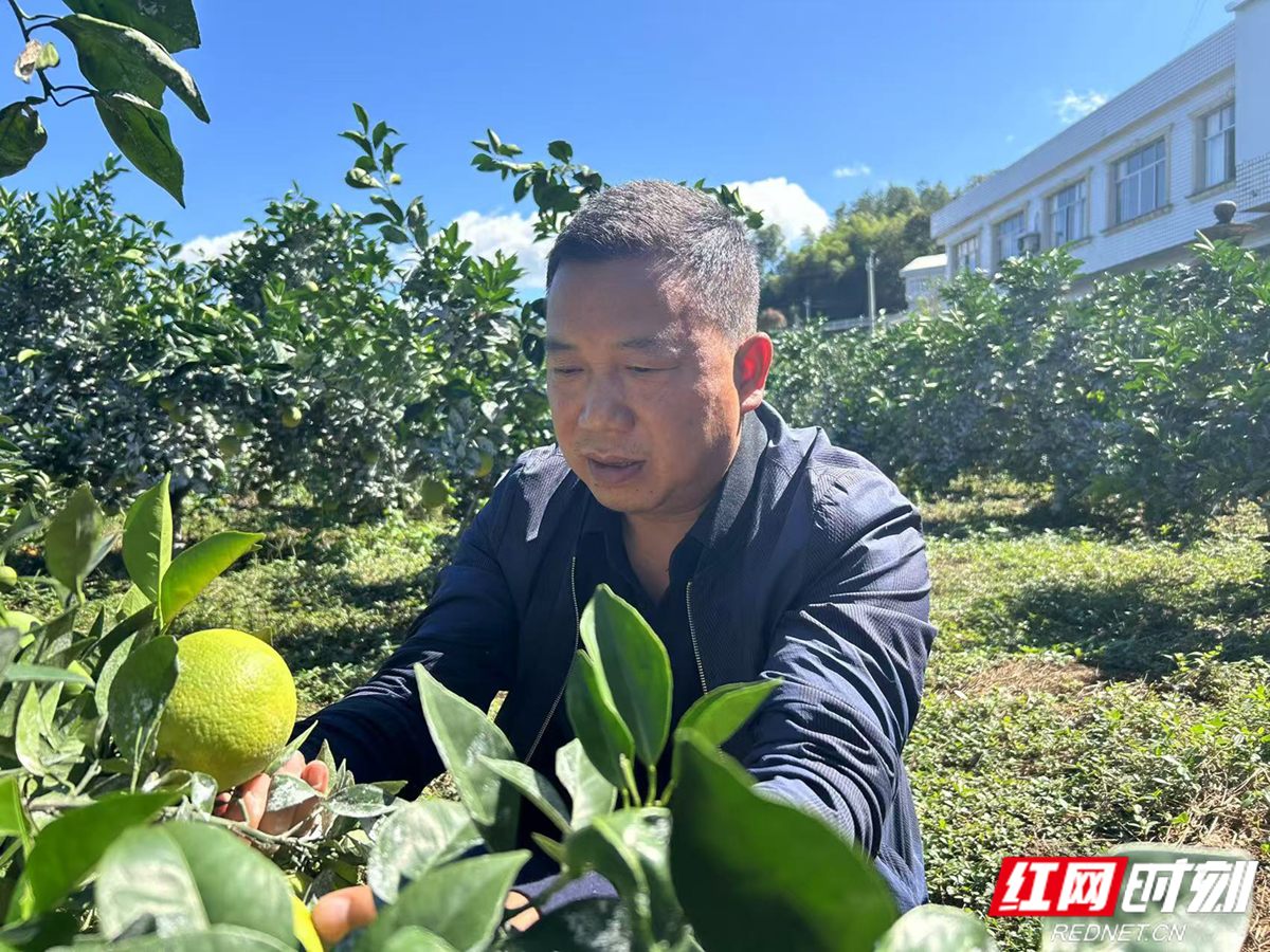 石门柑橘种植规模_石门农产品(柑橘)滞销 原因_湖南省柑橘产业优势