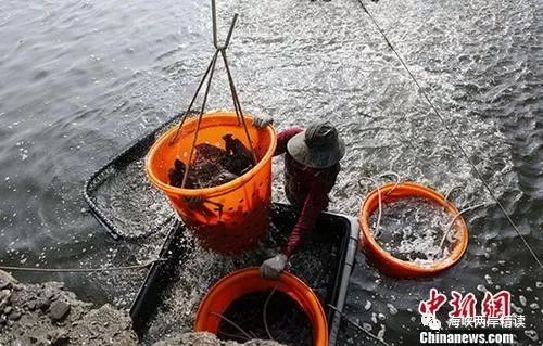 台湾农产品销往大陆金额_台湾农渔民收入问题_中韩农产品贸易