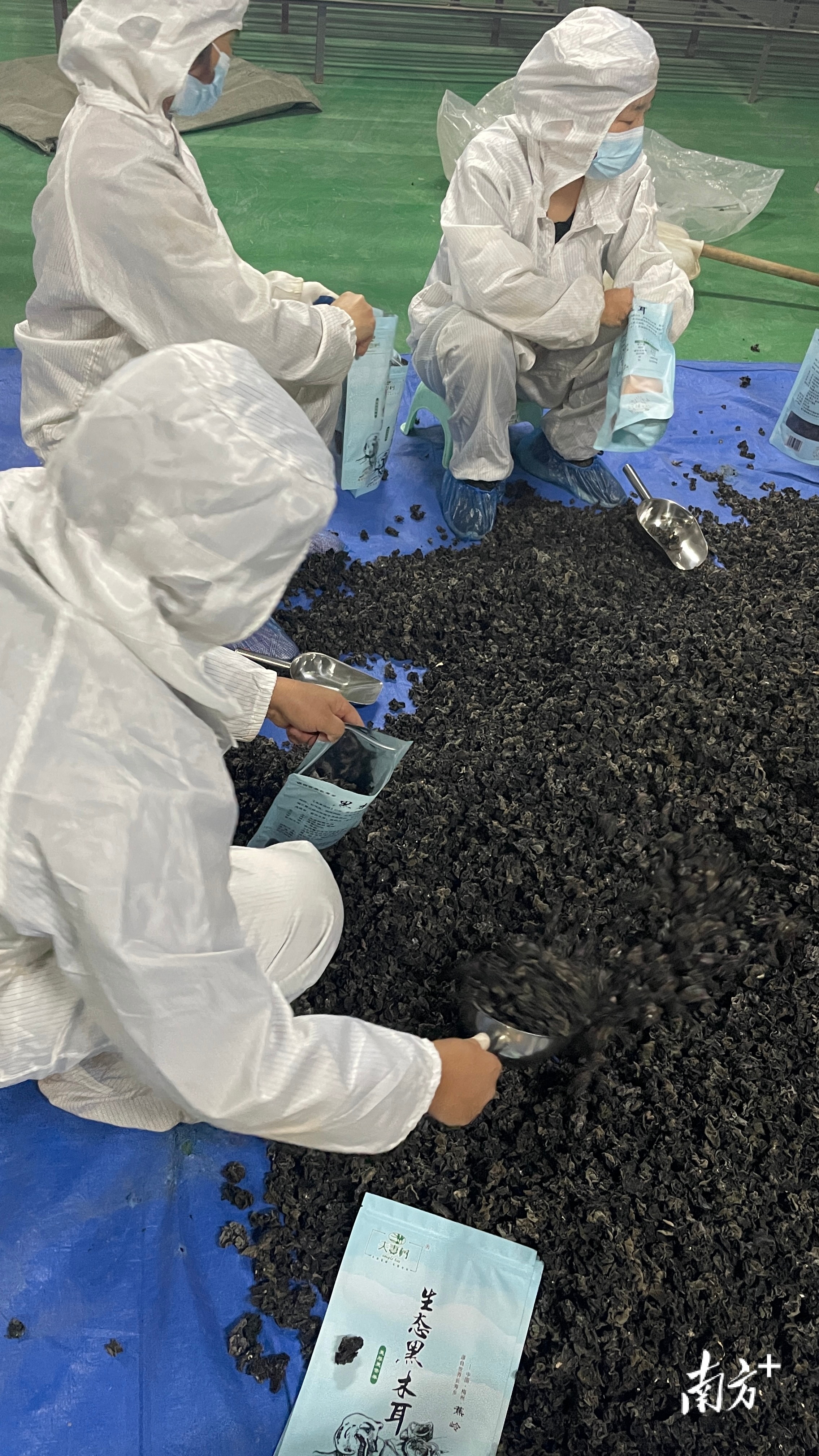 梅州市南方长寿生物科技有限公司_粤港澳大湾区“菜篮子”生产基地_广东梅州农产品信息