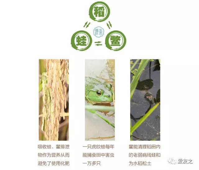 安全食品挑选技巧_网上农产品_有机食品种植方法