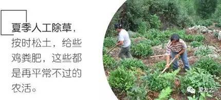 有机食品种植方法_网上农产品_安全食品挑选技巧