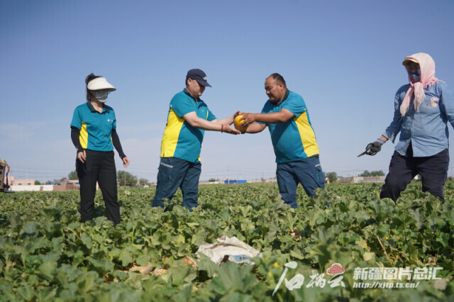轮台小白杏快递量2800余吨_新疆快递量千吨级鲜果_新疆库尔勒农产品