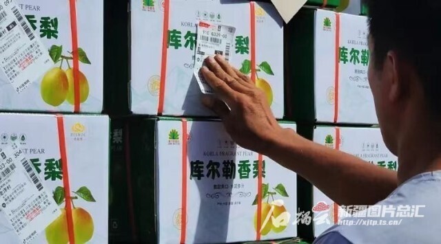 新疆库尔勒农产品_新疆快递量千吨级鲜果_轮台小白杏快递量2800余吨