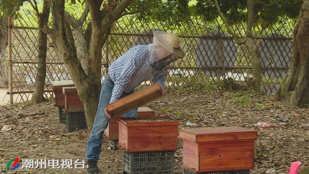 英粉村蜂蜜滞销解决方案_农产品线上线下_樟溪镇英粉村电商扶贫