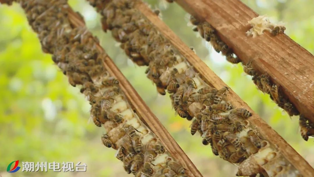 樟溪镇英粉村电商扶贫_英粉村蜂蜜滞销解决方案_农产品线上线下