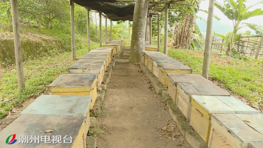 农产品线上线下_英粉村蜂蜜滞销解决方案_樟溪镇英粉村电商扶贫