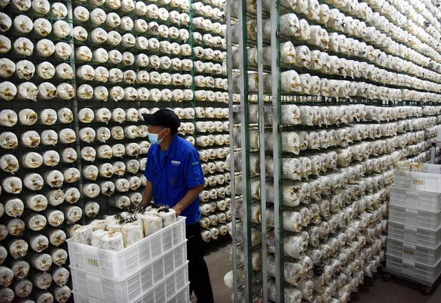 微生物农业产业链延长_微生物能源开发技术_农产品现货投资家具m菌货投资