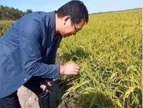 富硒大米与普通大米区别_富硒农产品种植技术_富硒农产品标准