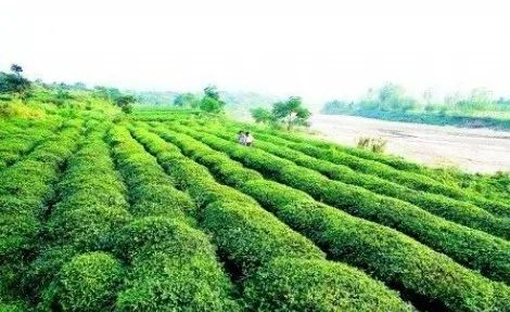 富硒大米与普通大米区别_富硒农产品标准_富硒农产品种植技术